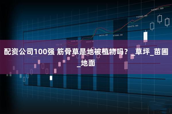 配资公司100强 筋骨草是地被植物吗？_草坪_苗圃_地面